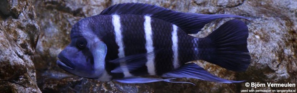 Cyphotilapia gibberosa 'Mikula'<br><font color=gray>DR Congo</font>