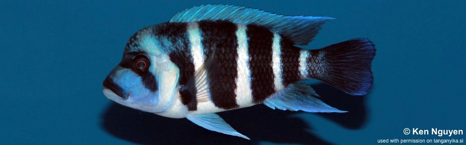 Cyphotilapia gibberosa 'Moliro'<br><font color=gray>DR Congo</font>