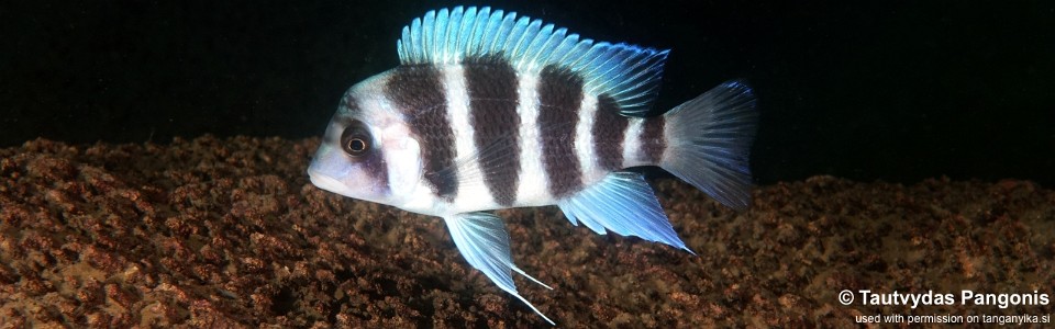 Cyphotilapia gibberosa 'Namansi'<br><font color=gray>Tanzania</font>