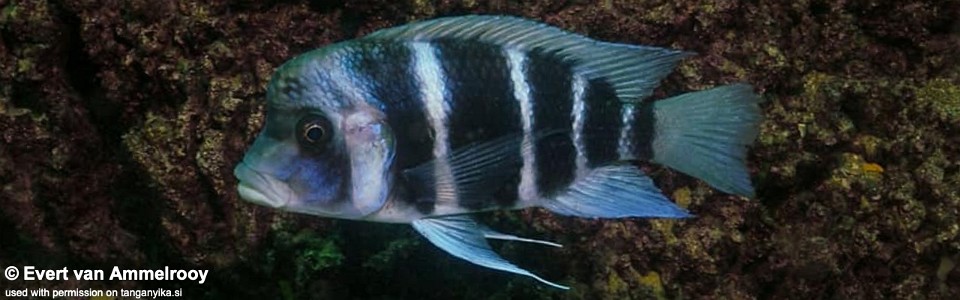 Cyphotilapia gibberosa (Zambia)<br><font color=gray>Zambia</font>