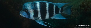 Cyphotilapia gibberosa 'Fulwe Rocks'.jpg