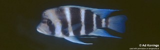 Cyphotilapia gibberosa 'Kambwimba'.jpg