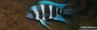 Cyphotilapia gibberosa 'Lusekese'.jpg