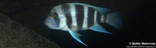 Cyphotilapia gibberosa 'Lwilwi Island'.jpg