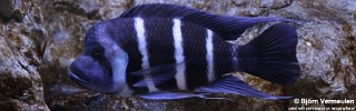 Cyphotilapia gibberosa 'Mikula'.jpg