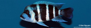 Cyphotilapia gibberosa 'Moliro'.jpg