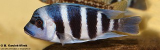 Cyphotilapia gibberosa 'Musenga'.jpg