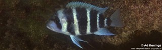 Cyphotilapia gibberosa 'Nzwema'.jpg