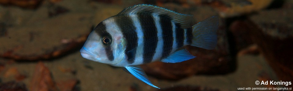 Cyphotilapia frontosa 'Bemba'<br><font color=gray>6-bar frontosa</font>