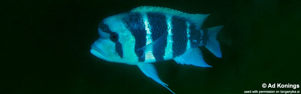 Cyphotilapia cf. frontosa 'Bulu Point'<br><font color=gray>6-bar frontosa</font>