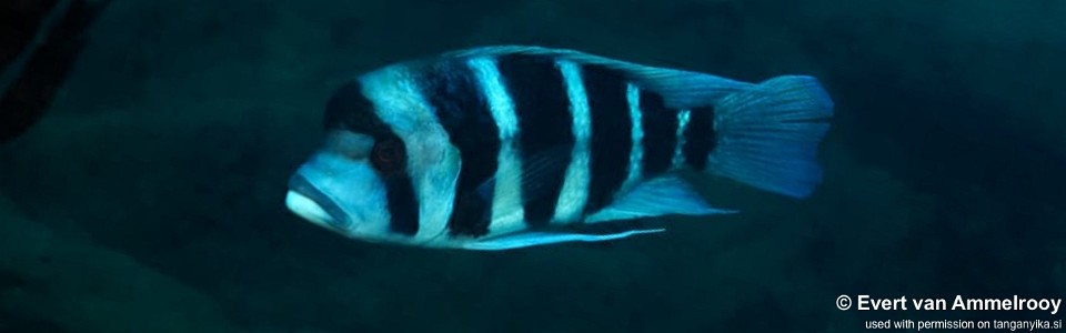 Cyphotilapia frontosa 'Cape Kabogo'<br><font color=gray>6-bar frontosa</font>