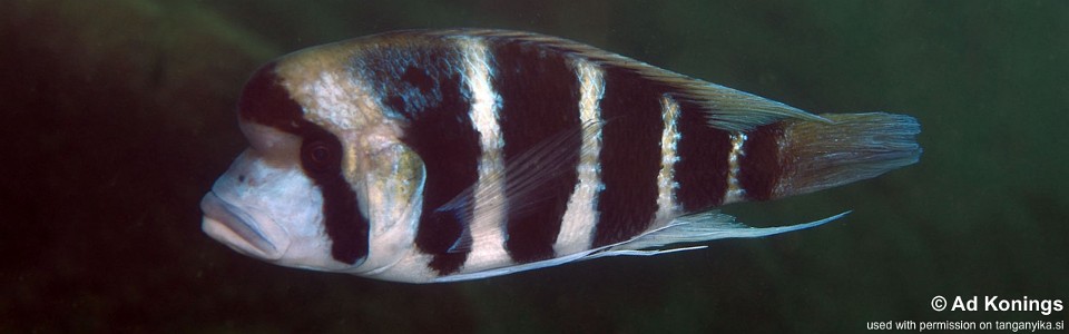 Cyphotilapia frontosa 'Halembe'<br><font color=gray>6-bar frontosa</font>