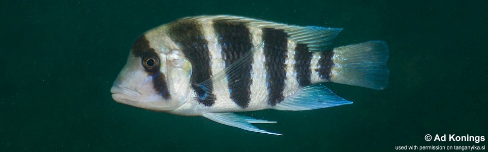 Cyphotilapia frontosa 'Kabimba (North)'<br><font color=gray>6-bar frontosa</font>