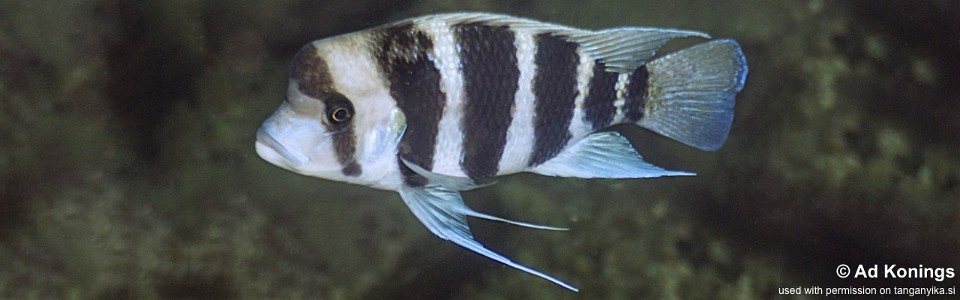 Cyphotilapia cf. frontosa 'Kibige Island'<br><font color=gray>6-bar frontosa</font>