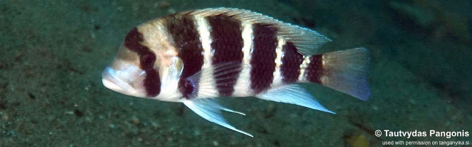 Cyphotilapia cf. frontosa 'Lufungu Bay'<br><font color=gray>6-bar frontosa</font>