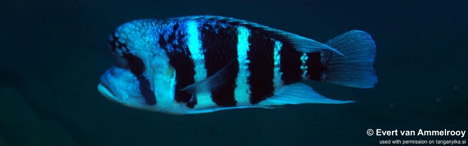 Cyphotilapia cf. frontosa 'Mahale NP'<br><font color=gray>6-bar frontosa</font>