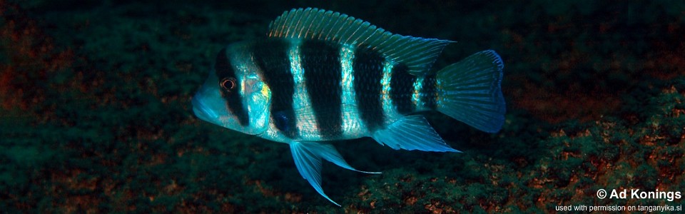 Cyphotilapia frontosa 'Muzimu'<br><font color=gray>6-bar frontosa</font>