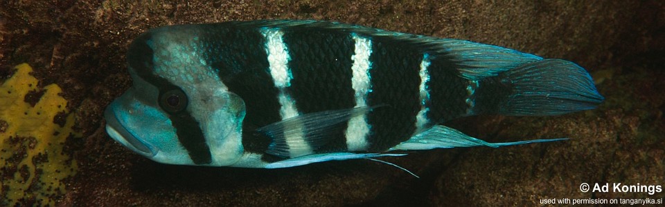 Cyphotilapia cf. frontosa 'Nkwasi Point'<br><font color=gray>6-bar frontosa</font>