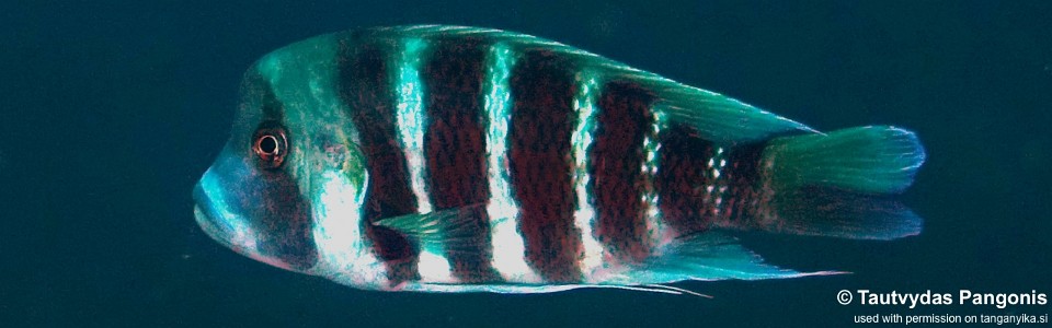 Cyphotilapia frontosa 'Nondwa Point'<br><font color=gray>7-bar frontosa</font>