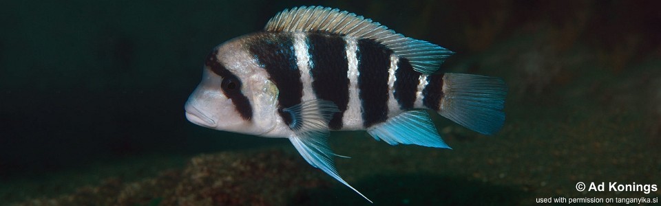 Cyphotilapia cf. frontosa 'Siyeswe Bay'<br><font color=gray>6-bar frontosa</font>