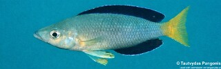 Cyprichromis sp. 'leptosoma jumbo' Bondola Bay.jpg
