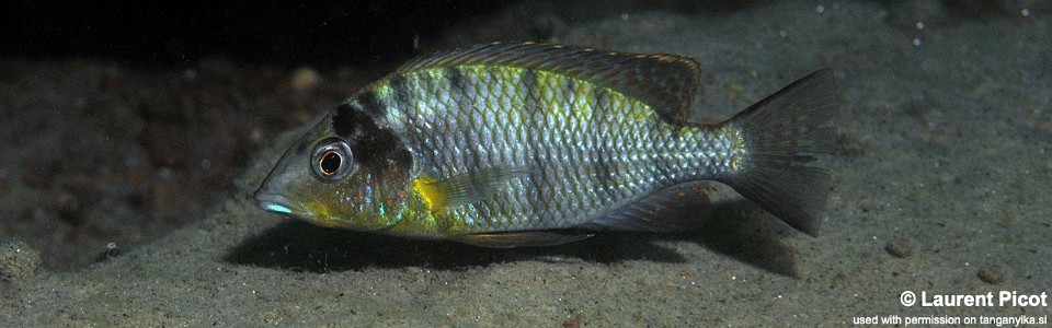 Jabarichromis pfefferi 'Bulu Point'<br><font color=gray>'Gnathochromis' pfefferi 'Bulu Point'</font>