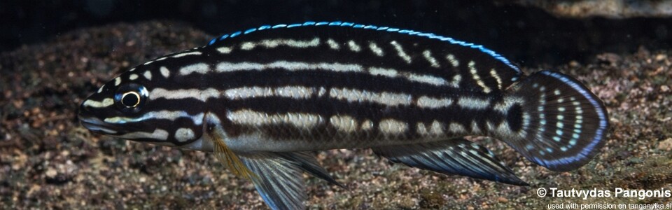 Julidochromis cf. regani 'Cape Bangwe'