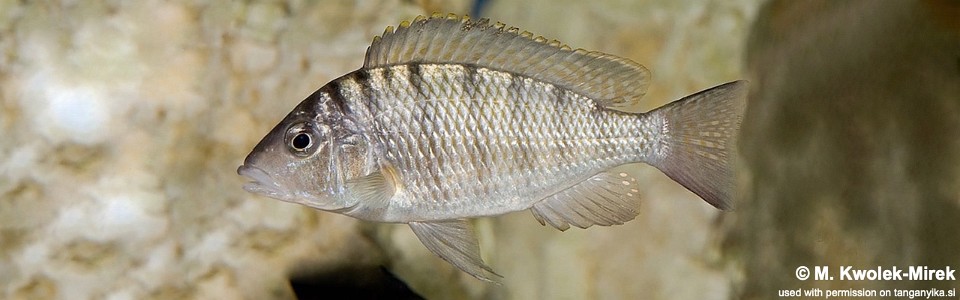 Jabarichromis pfefferi 'Cape Chaitika'<br><font color=gray>'Gnathochromis' pfefferi 'Cape Chaitika'</font>