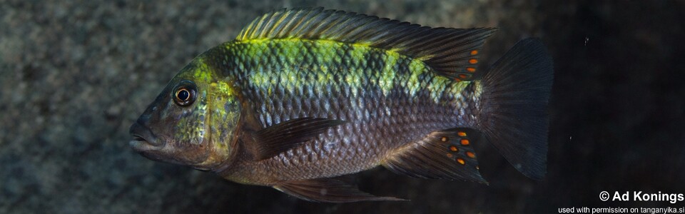 Petrochromis polyodon 'Cape Chaitika'
