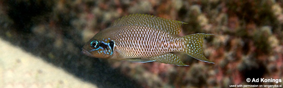 Neolamprologus brichardi 'Cape Kachese'