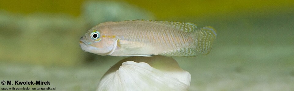 Telmatochromis cf. temporalis 'Cape Kachese'<br><font color=gray>Telmatochromis sp. 'temporalis shell' Cape Kachese</font>