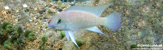 Neolamprologus cf. petricola &#39;Zambia&#39; Cape Kapembwa