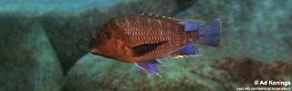 Petrochromis famula &#39;Cape Kapembwa&#39;