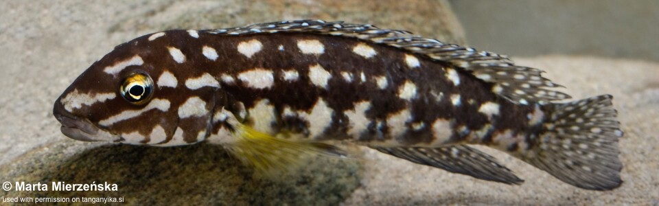 Julidochromis cf. marlieri 'Cape Tembwe'