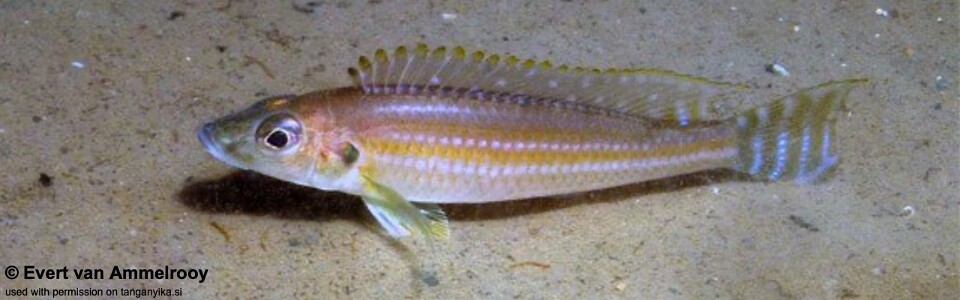 Reganochromis calliurus 'Chituta Bay'