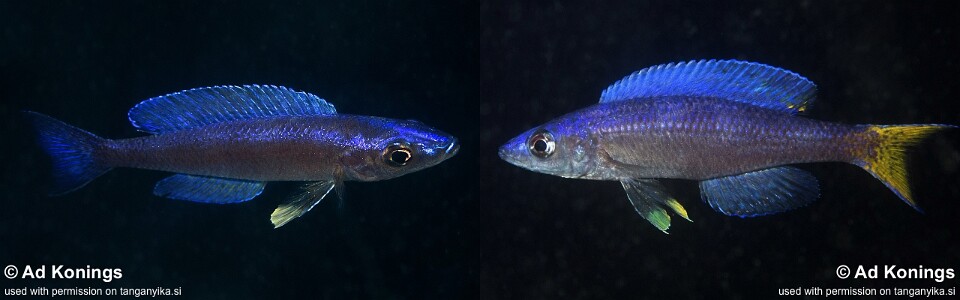 Cyprichromis leptosoma 'File Bay'