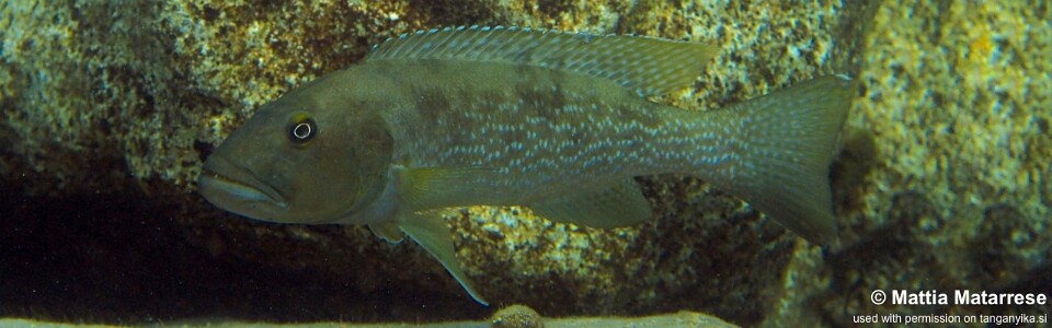 Lepidiolamprologus profundicola 'Ifala'