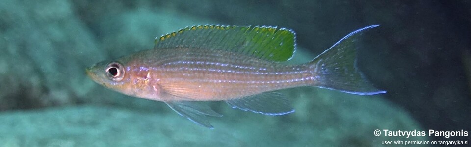 Paracyprichromis brieni 'Ifala'