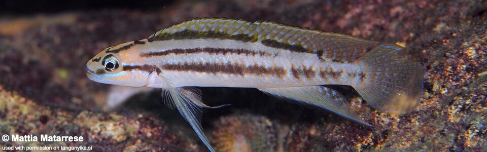 Telmatochromis bifrenatus 'Ifala'