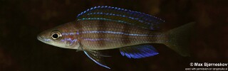Paracyprichromis sp. 'ammelrooyi' Ikola.jpg