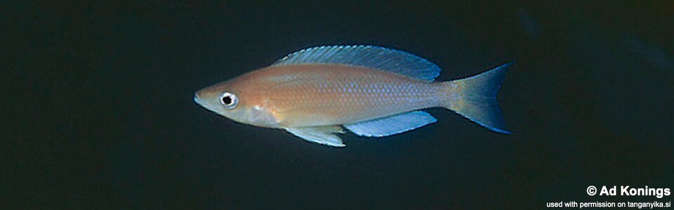 Cyprichromis sp. 'leptosoma jumbo' Isanga Bay