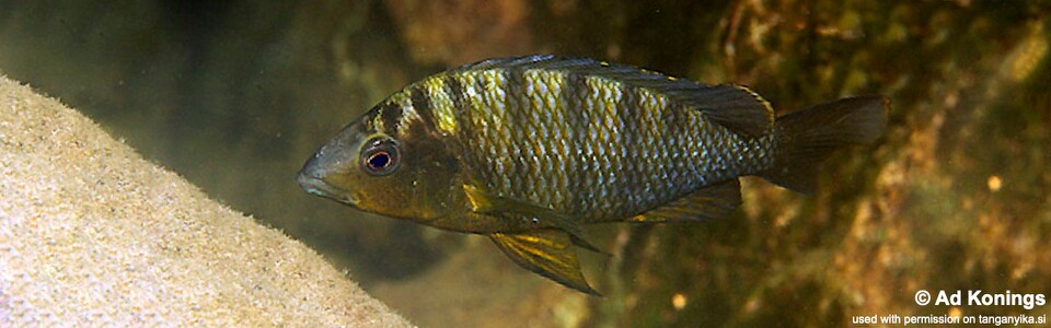 Jabarichromis pfefferi 'Isanga'<br><font color=gray>'Gnathochromis' pfefferi 'Isanga Bay'</font>
