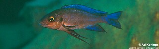 Cunningtonia longiventralis &#39;Isanga Bay&#39;