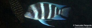 Cyphotilapia gibberosa &#39;Isanga Bay&#39; Zambia
