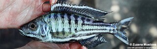 Hemibates koningsi &#39;Isanga Bay&#39;