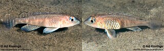 Lamprologus laparogramma &#39;Isanga Bay&#39;