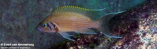 Neolamprologus pulcher &#39;Isanga Bay&#39;