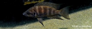 Neolamprologus savoryi &#39;Isanga Bay&#39;