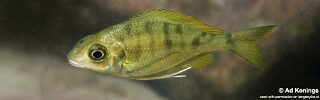 Ophthalmotilapia cf. nasuta &#39;Isanga Bay&#39;