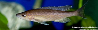 Paracyprichromis brieni &#39;Isanga Bay&#39;